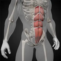 Bauch (Rectus Abdominis)