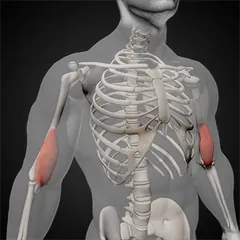Brachialis