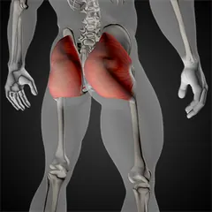 Gluteus Maximus