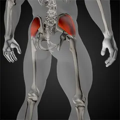 Gluteus Medius