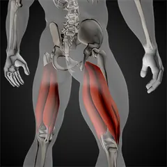 Hamstrings