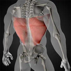 Latissimus