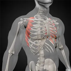 Serratus