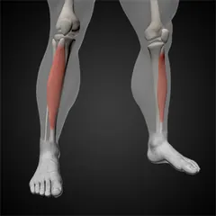 Tibialis anterior